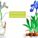 Kada i kako saditi perunike u proljeće na otvorenom tlu